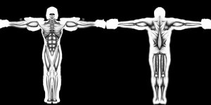 Sviluppo bidimensionale della muscolatura umana